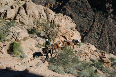 Mule train crests Devil's Corkscrew