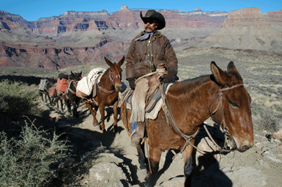 Mule Train Driver