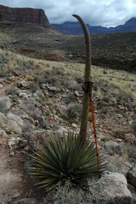 Agave reaching for the sky