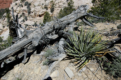 Old fencing post on South Bass Trail