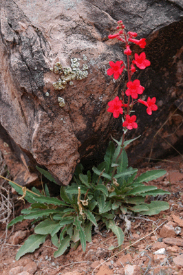 The Canyon in bloom