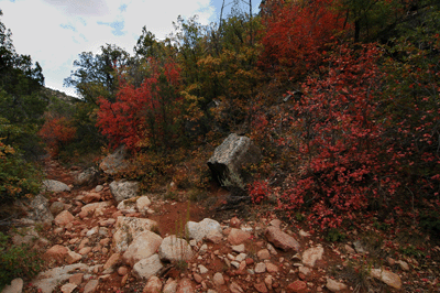 Fall colors in Saddle Canyon