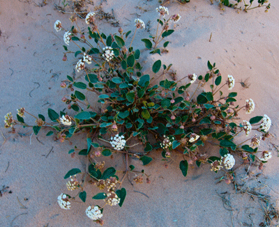 A hummingbird moth samples the nectar from a flowering plant growing amongst the sand dunes at Basalt delta