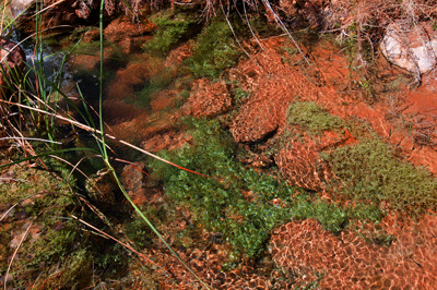 Lava Creek water, rich with life