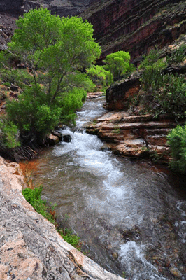 Tapeats Creek